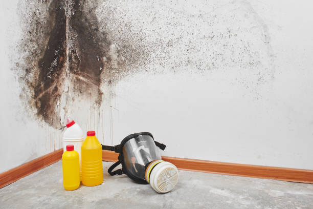 Professional Mold Remediation in Point, TX