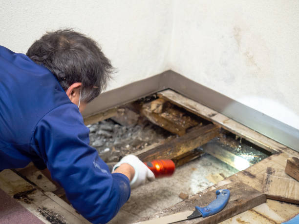 Best Mold Testing and Inspection Services in Point, TX
