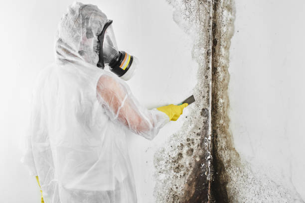 Best Residential Mold Remediation in Point, TX