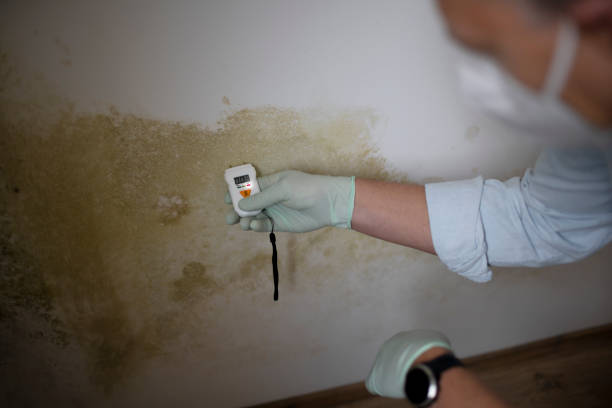 Best Emergency Mold Remediation in Point, TX
