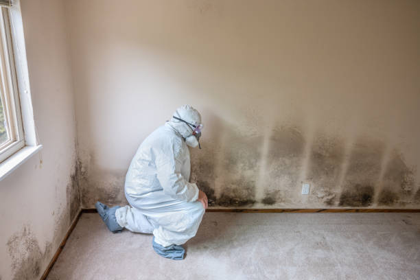 Best Industrial Mold Remediation in Point, TX