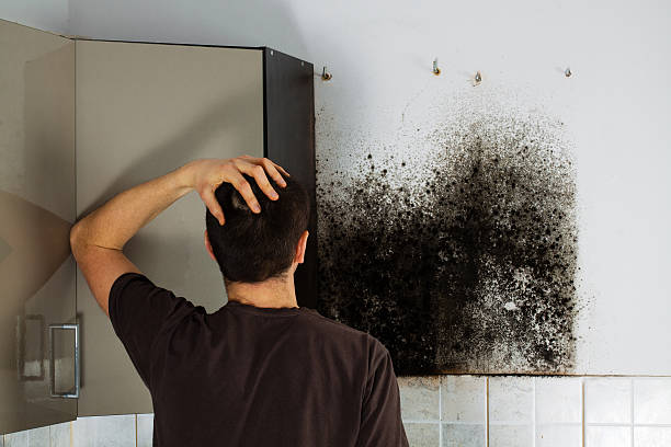 Best DIY Mold Remediation Support Services in Point, TX