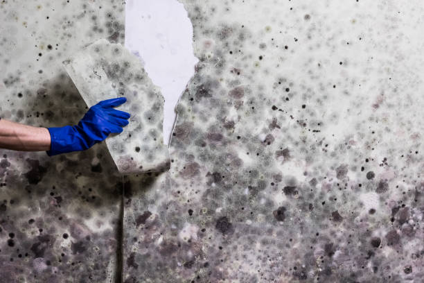 Best Residential Mold Remediation in Point, TX
